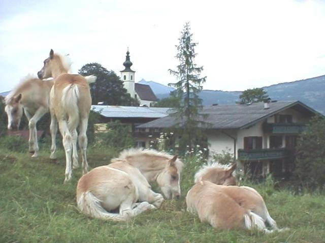 Campingplatz Torrenerhof Голинг ан дер Залцах Екстериор снимка